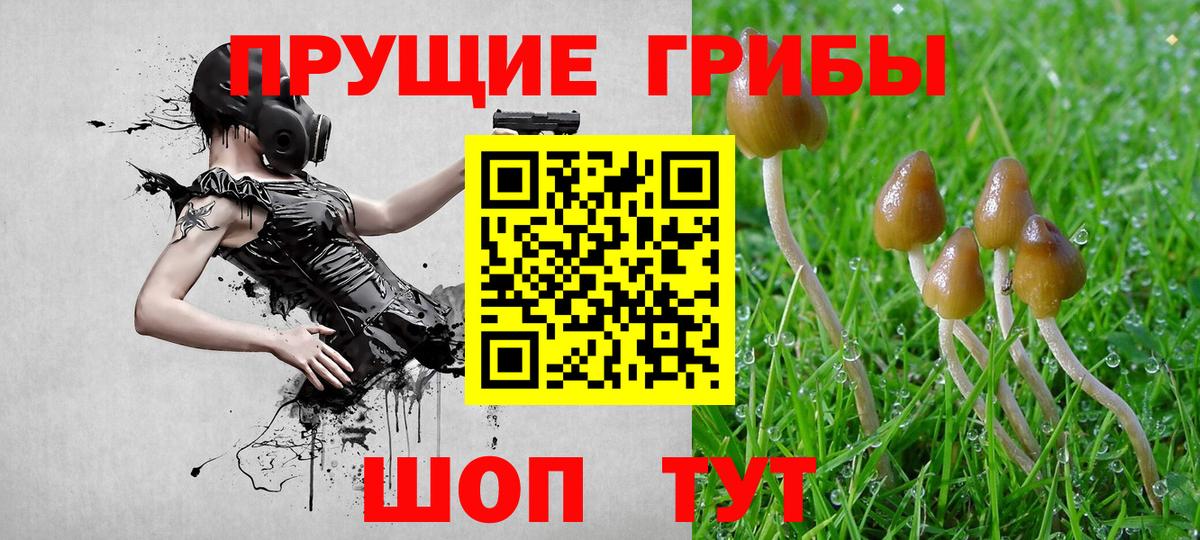 Димитровград  хочу   Вход с VPN  Псилоцибиновые грибы Cubensis 